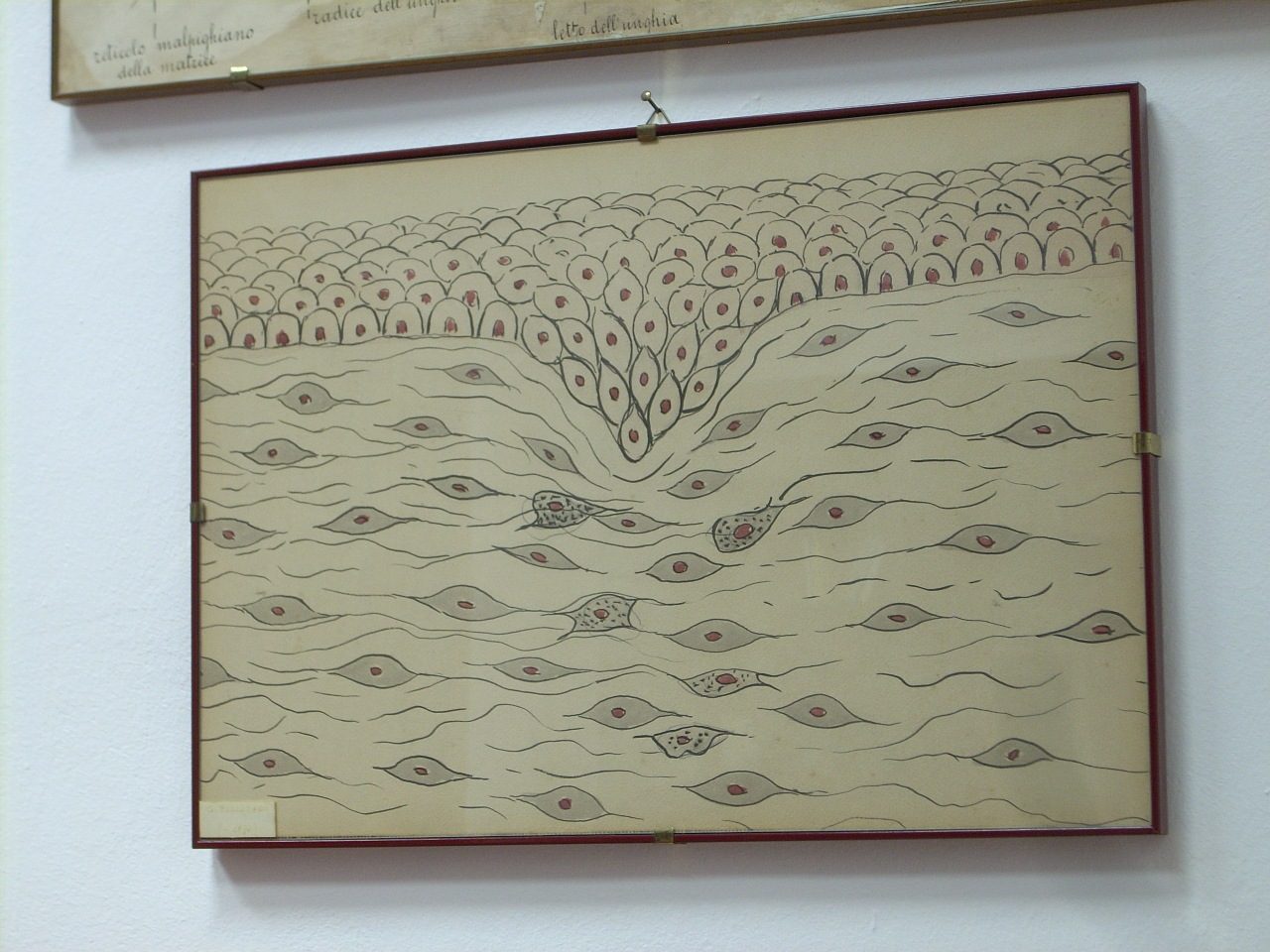 Giulio Bizzozero s histological drawings, Accademia di Medicina, Turin, Italy - 03.JPG
